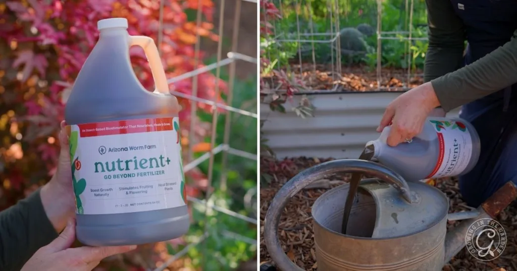 the best organic garden fertilizer for healthy soil 3 a person pours the best organic garden fertilizer from a large jug into a metal watering can in a lush garden.