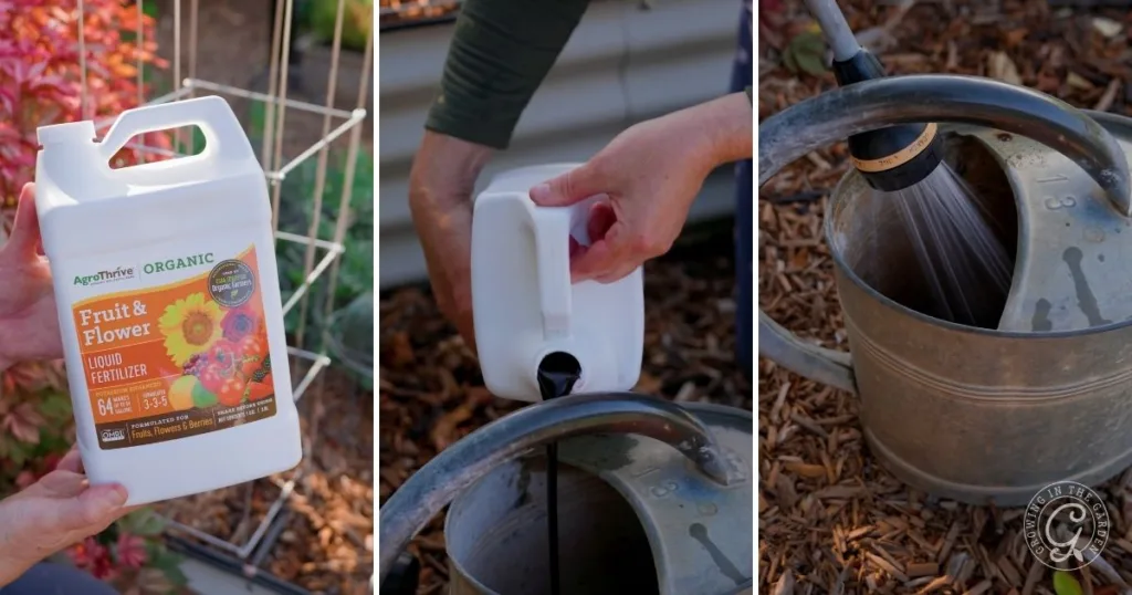 the best organic garden fertilizer for healthy soil 6 three images: showing a person holding, pouring, and mixing the best organic garden fertilizer in a metal watering can.