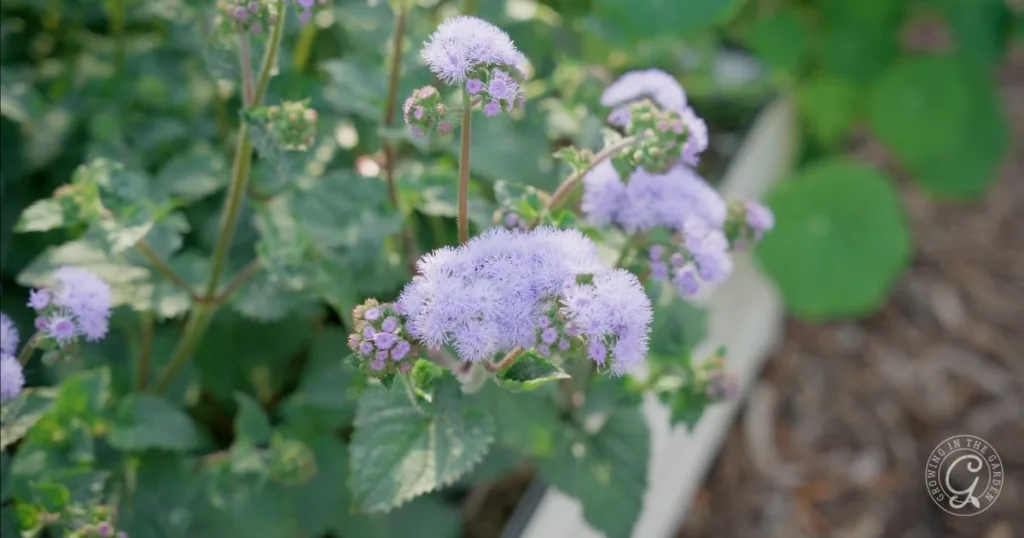 how to grow greggs mistflower conoclinium greggii in arizona 3 purple wildflowers with fuzzy petals bloom among green leaves in a garden bed, creating the perfect scene to explore how to grow gregg’s mistflower.