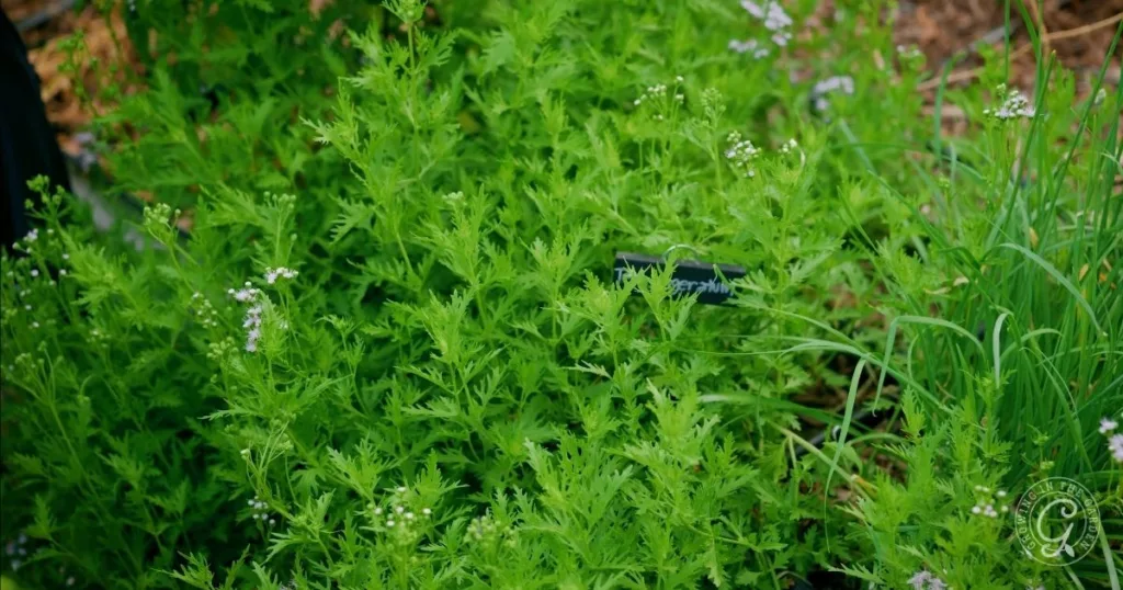 how to grow greggs mistflower conoclinium greggii in arizona 4 bright green cilantro plants with feathery leaves grow closely together in a garden bed, creating a lush scene reminiscent of guides like how to grow gregg’s mistflower.