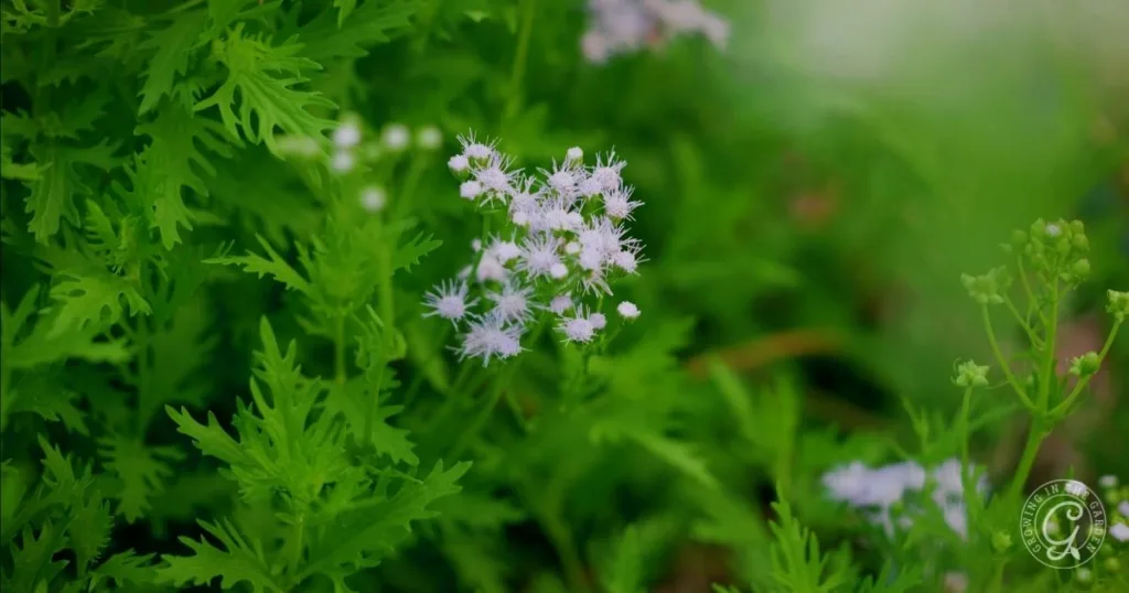 how to grow greggs mistflower conoclinium greggii in arizona 5 delicate white wildflowers bloom among lush, green, fern-like leaves in a natural outdoor setting—similar to the look you can achieve when you learn how to grow gregg’s mistflower in your own garden.