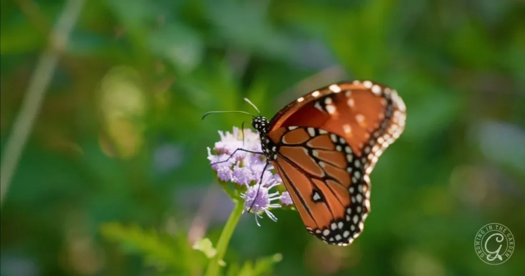 a monarch butterfly perched on a purple gregg’s mistflower against a blurred green background, showcasing the beauty you can enjoy when you learn how to grow gregg’s mistflower in your garden.