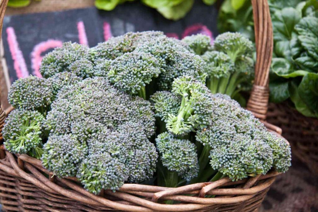 36 vegetables you can plant in january for spring harvest 72 36 vegetables you can plant in january for spring harvest