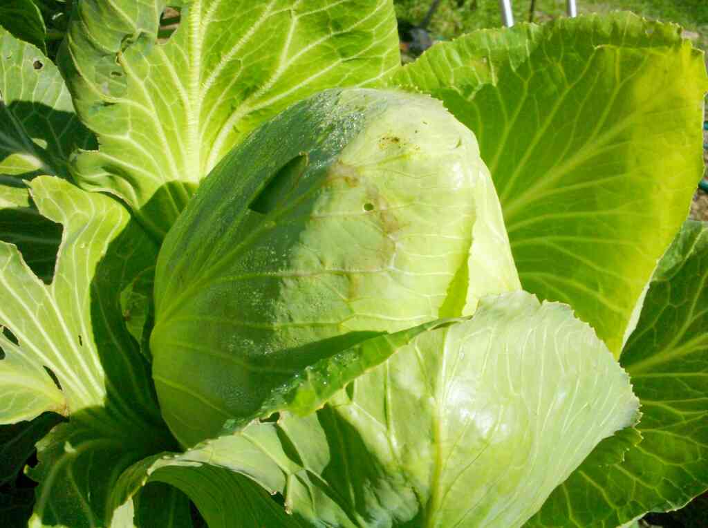 36 vegetables you can plant in january for spring harvest 73 36 vegetables you can plant in january for spring harvest