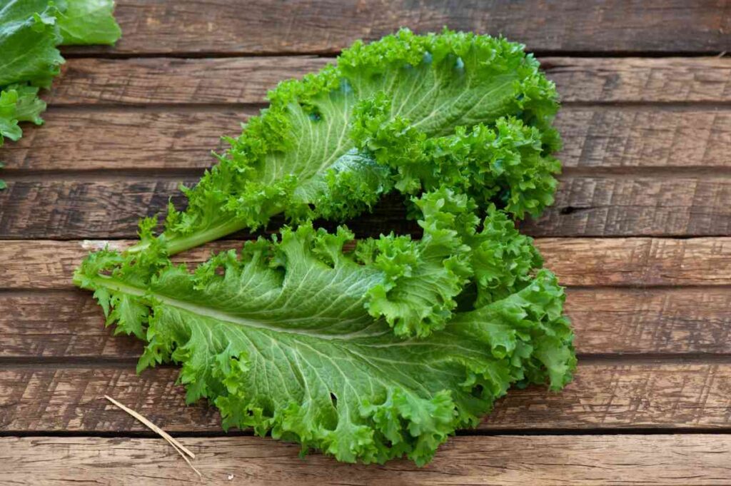 36 vegetables you can plant in january for spring harvest 78 36 vegetables you can plant in january for spring harvest