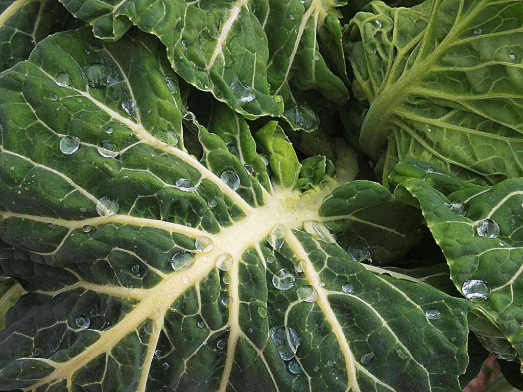 36 vegetables you can plant in january for spring harvest 77 36 vegetables you can plant in january for spring harvest