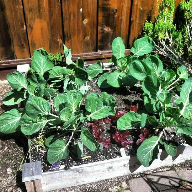 36 vegetables you can plant in january for spring harvest 75 36 vegetables you can plant in january for spring harvest