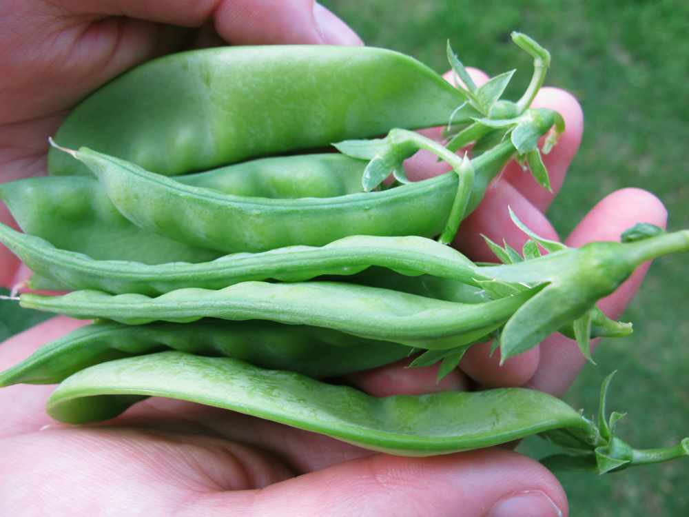 36 vegetables you can plant in january for spring harvest 83 snow peas