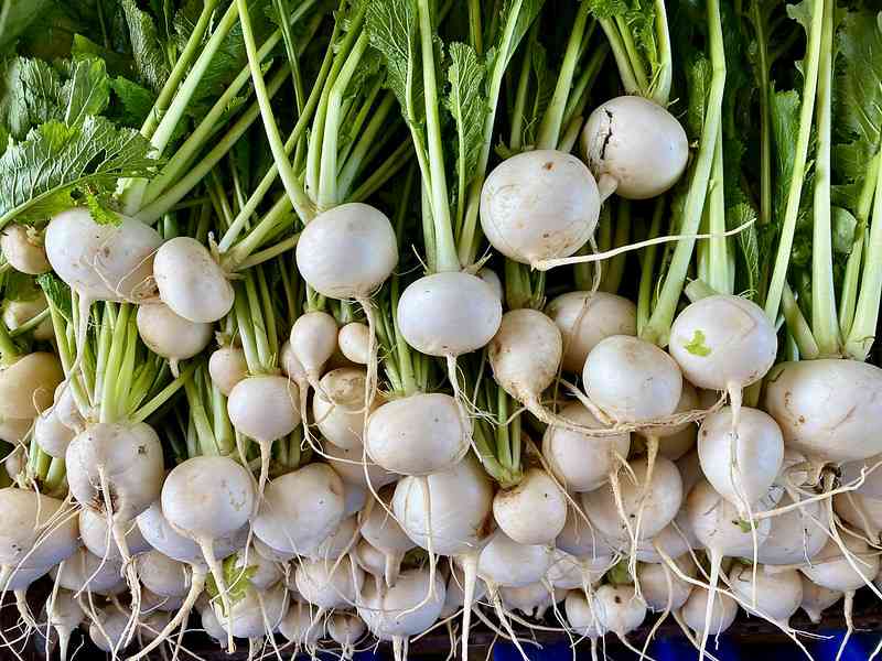 36 vegetables you can plant in january for spring harvest 86 36 vegetables you can plant in january for spring harvest