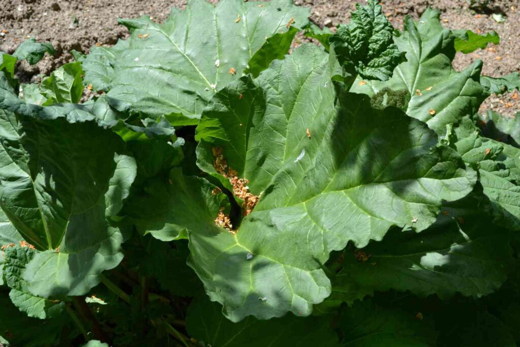 36 vegetables you can plant in january for spring harvest 92 36 vegetables you can plant in january for spring harvest