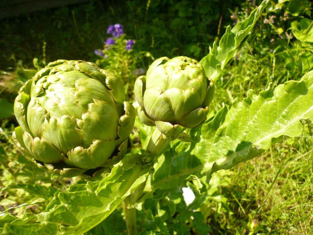 36 vegetables you can plant in january for spring harvest 91 36 vegetables you can plant in january for spring harvest