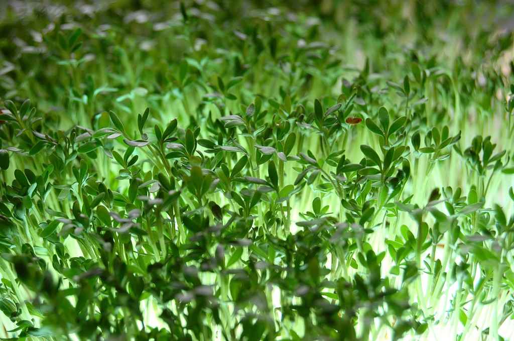 36 vegetables you can plant in january for spring harvest 98 garden cress
