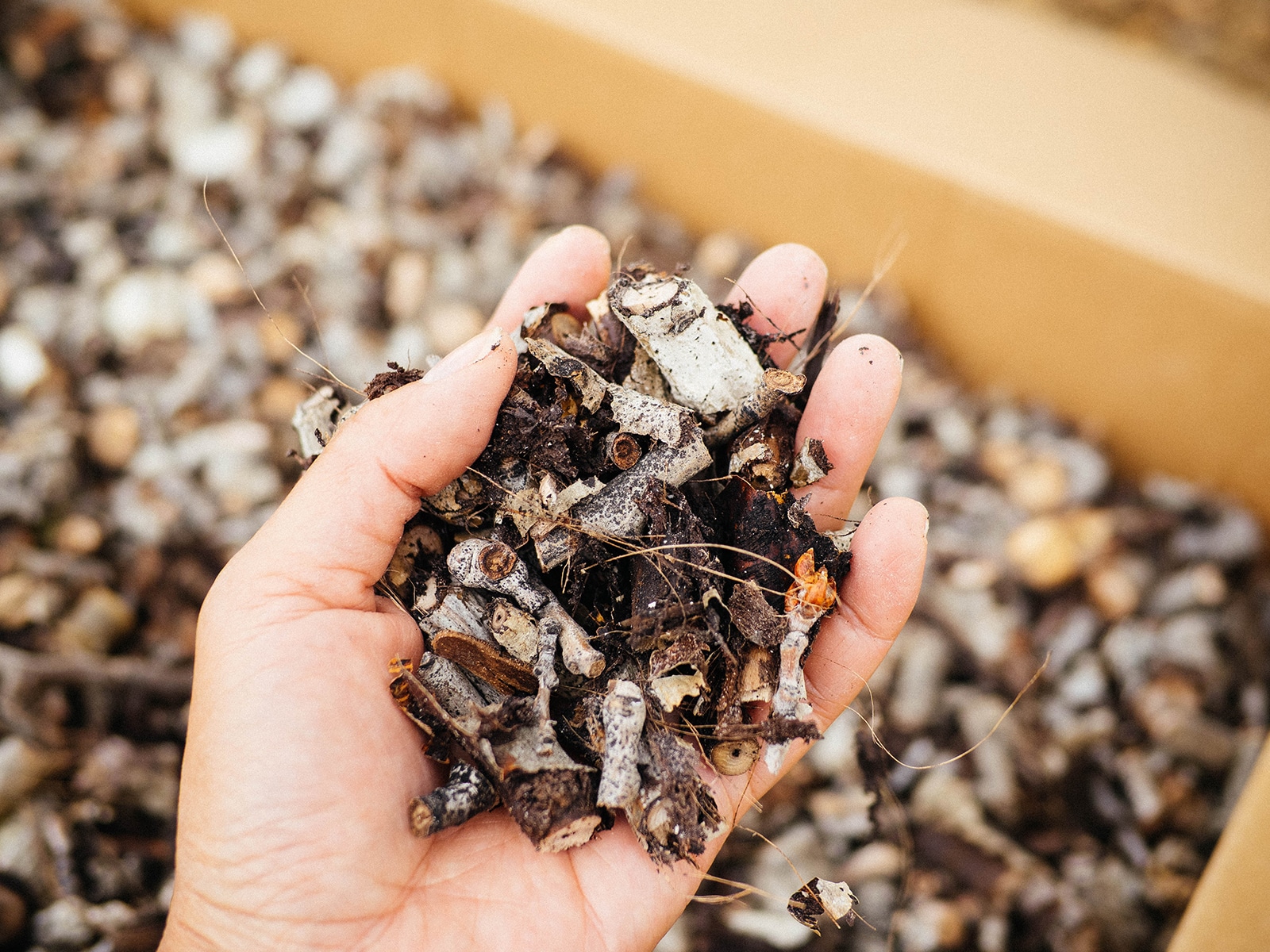 6 clever ways to repurpose yard trimmings for a zero waste garden garden betty 20 woman's hand holding a palmful of chipped aspen wood