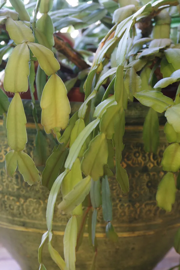 christmas cactus after blooming