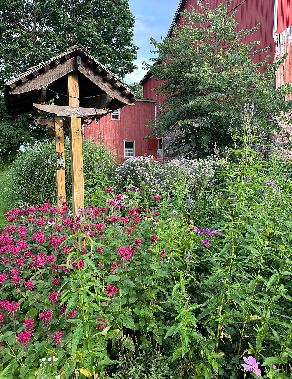 native flowers in farm garden