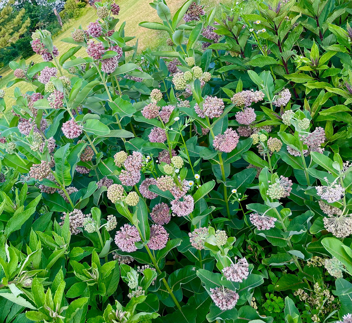 common milkweed plant