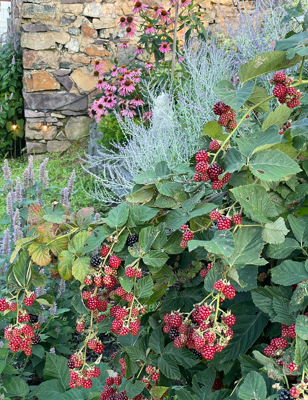 ripening blackberries in front of flowers