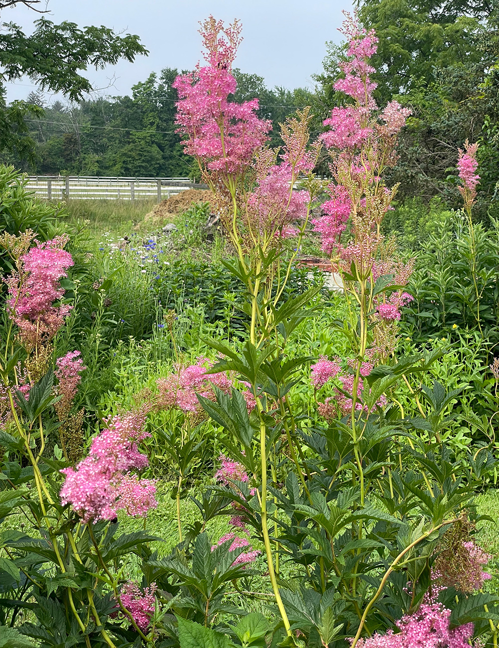 spire of fluffy pink flowers
