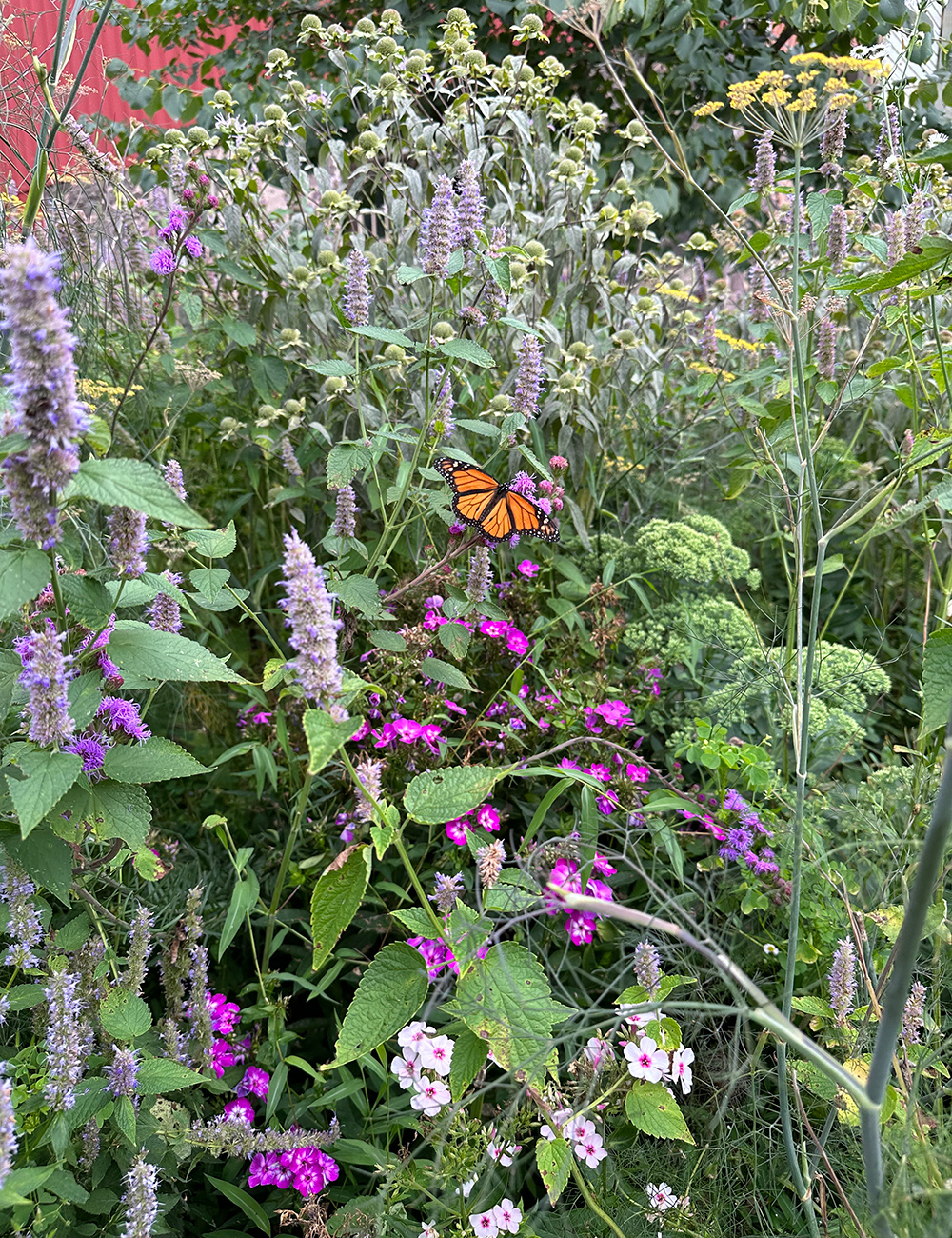 native purple flowers