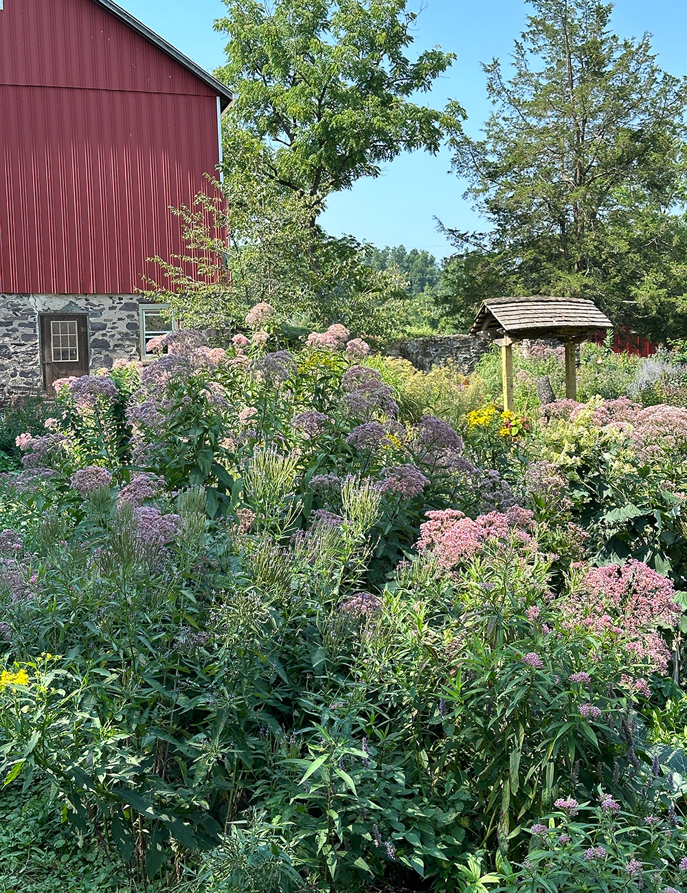 large planting of native flowers