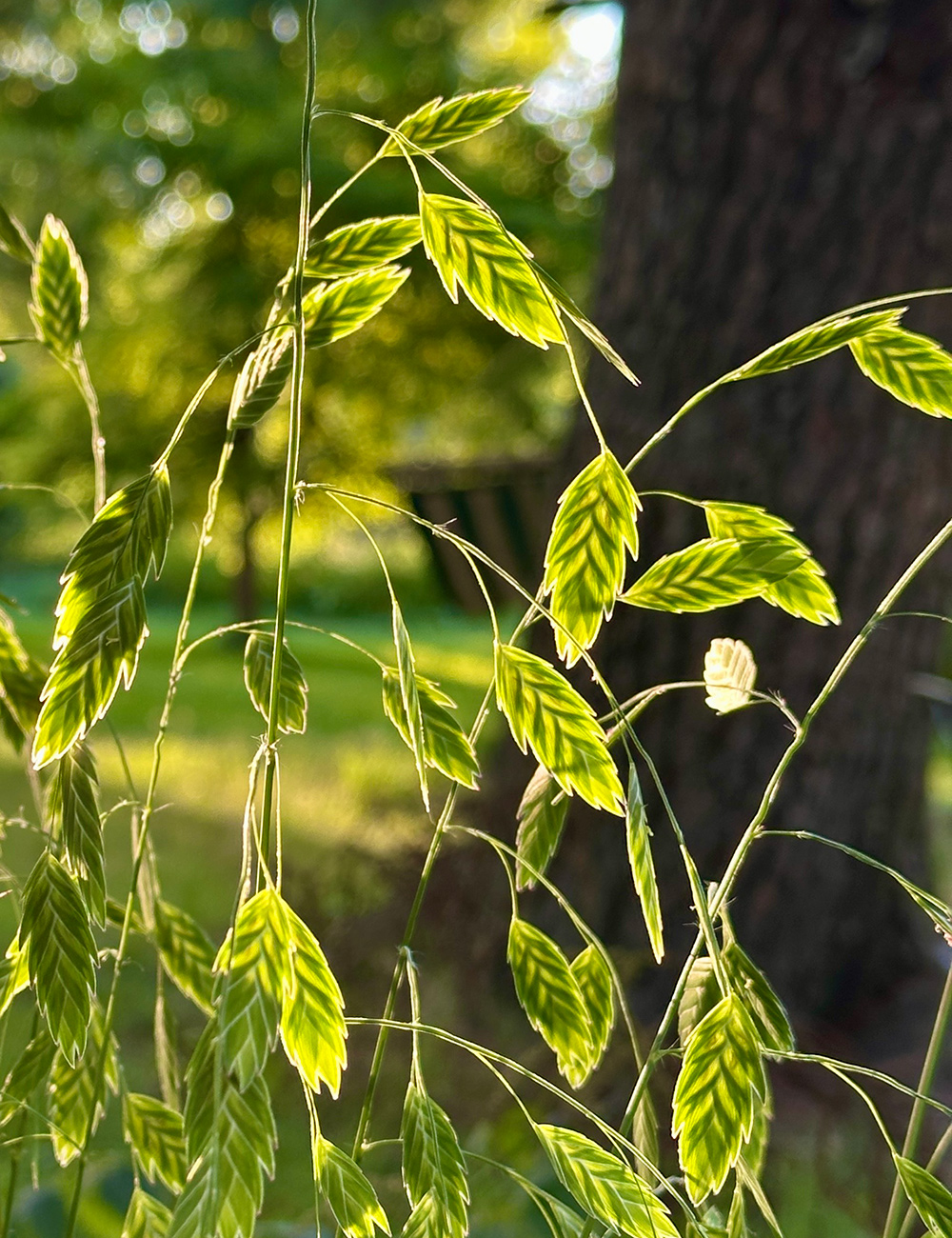 close up of sea oats grass