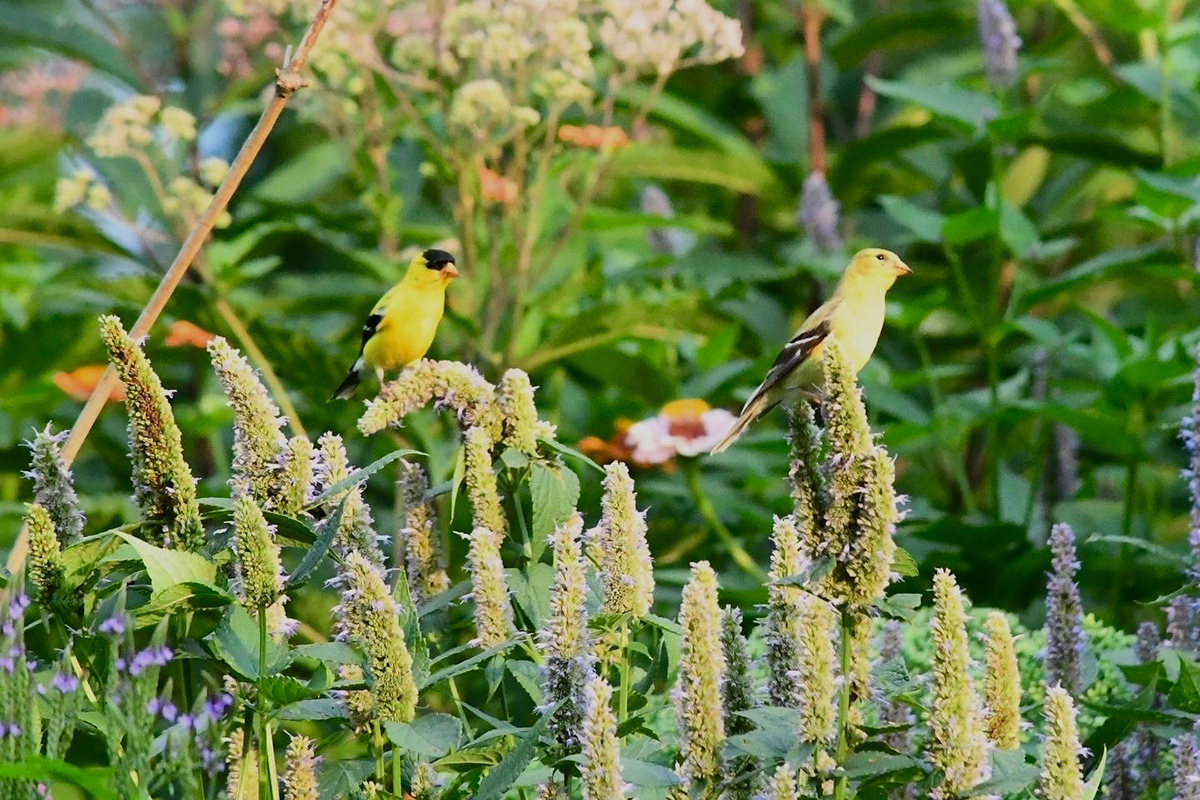 yellow birds on flowers that are going to seed