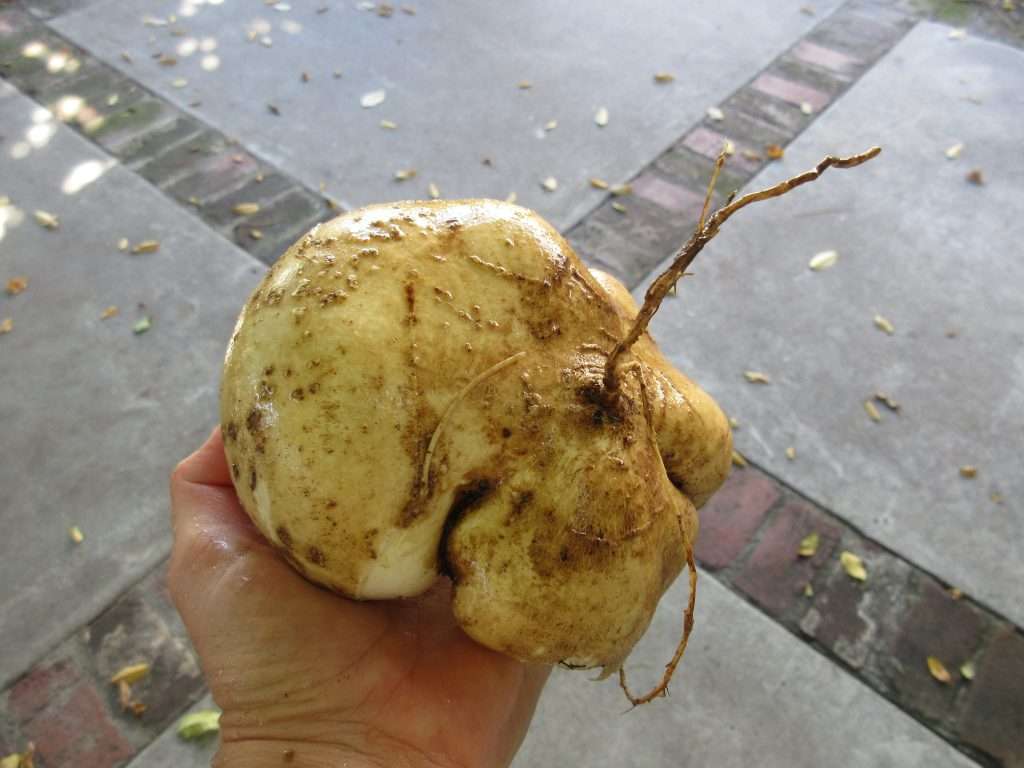 jicama story gardenerd