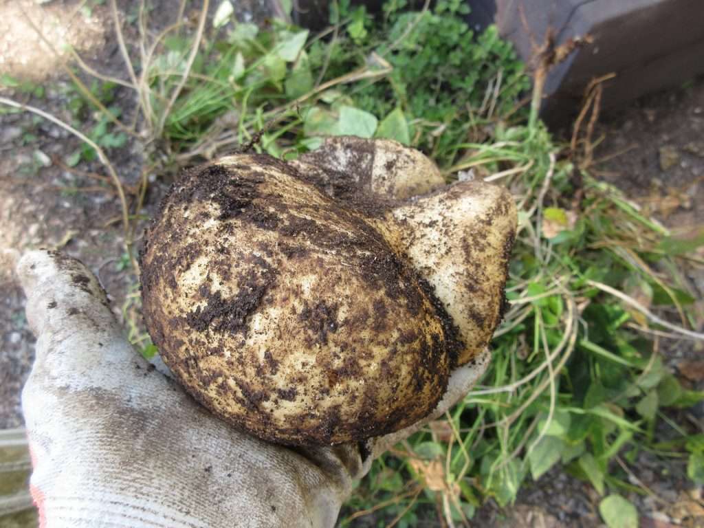 jicama story gardenerd