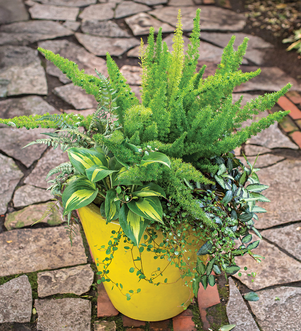 foxtail fern in a container planting