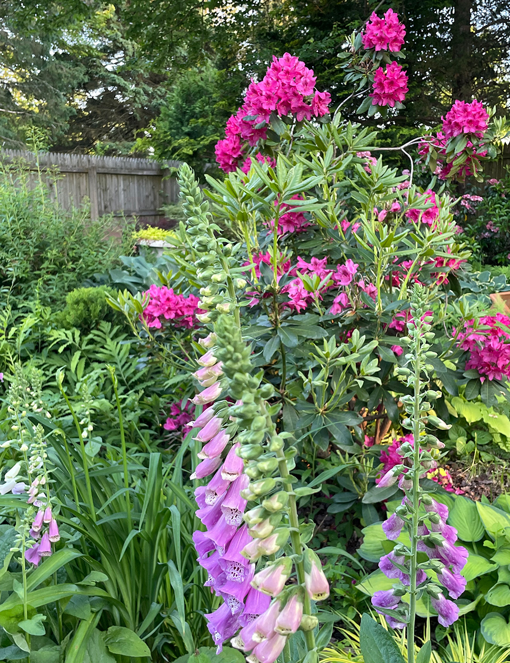 pink rhododendron behind foxglove spires