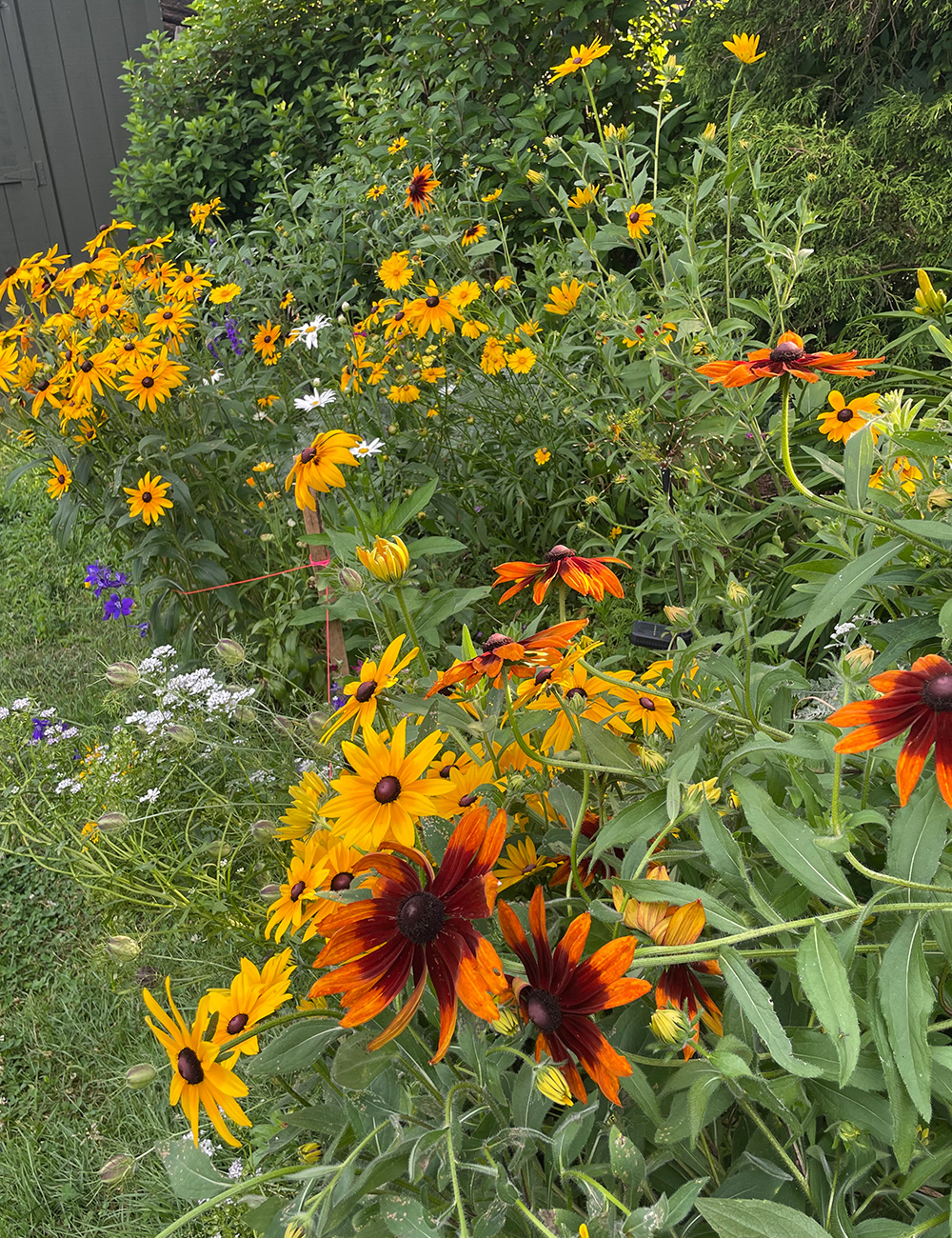masses of yellow and orange flowers in garden