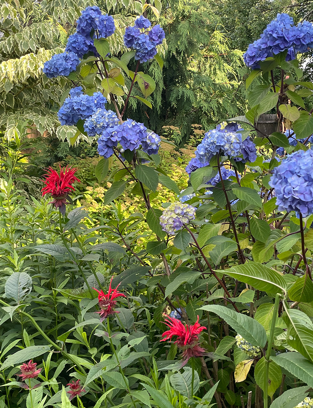 red bee balm with blue hydrangea