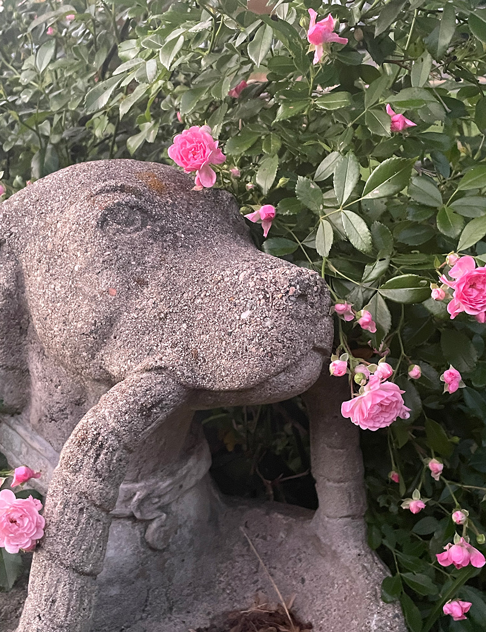 dog sculpture in front of pink roses