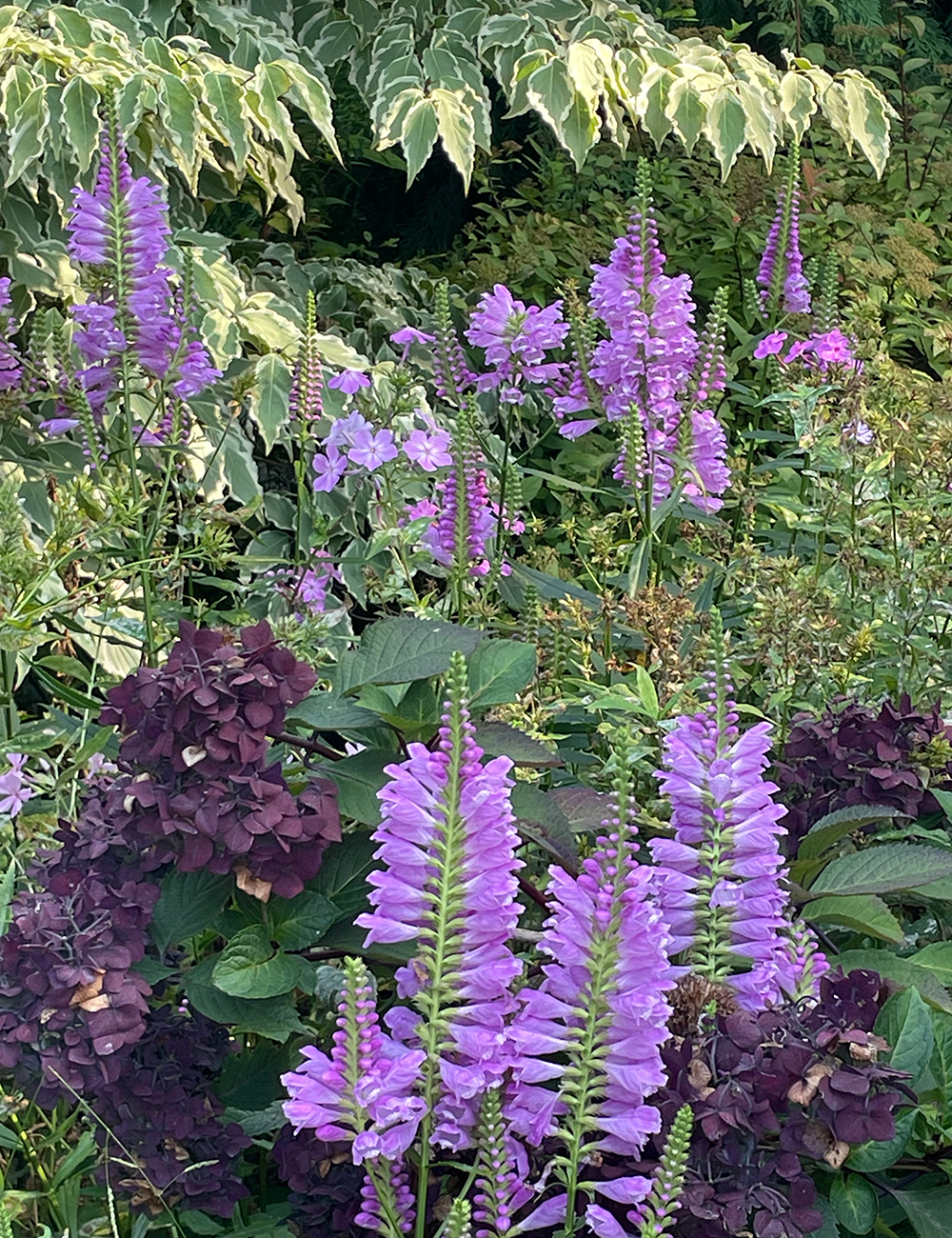 mix of light purple and dark purple flowers in front of variegated foliage