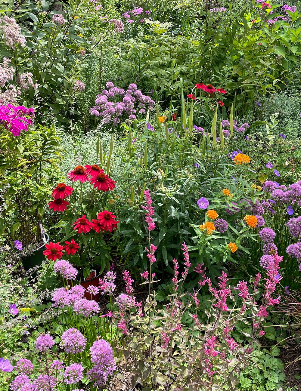 a mix of pink flowers in garden