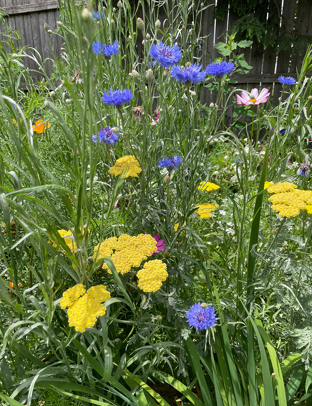 yellow flowers with blue flowers