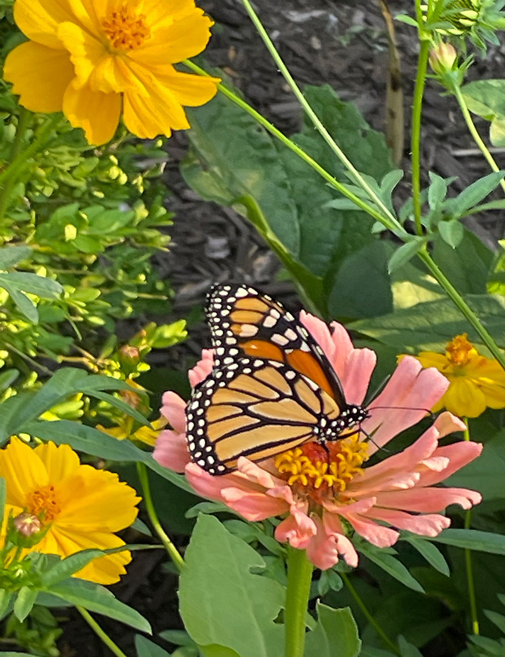 monarch butterfly on orange zinnia