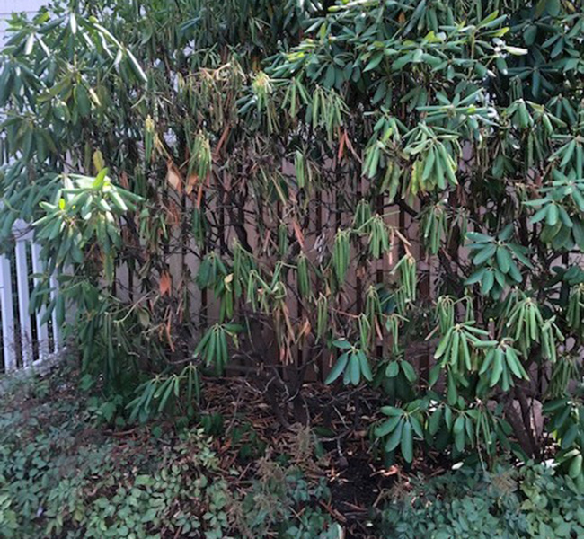 rhododendron with winter burn