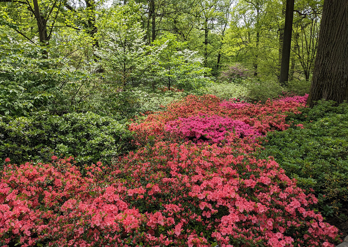 large plantings of rhododendron in dappled shade