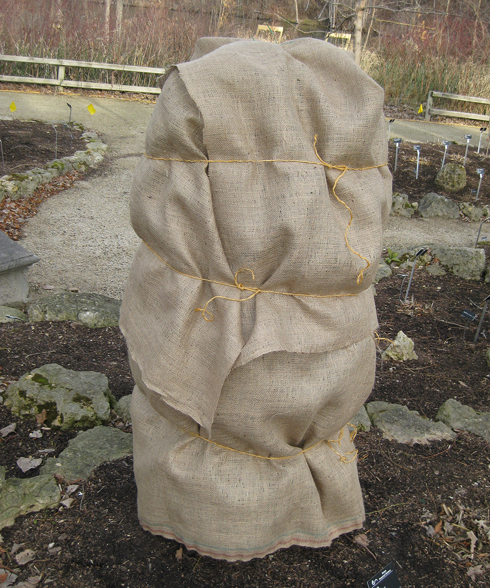 small shrub wrapped in burlap
