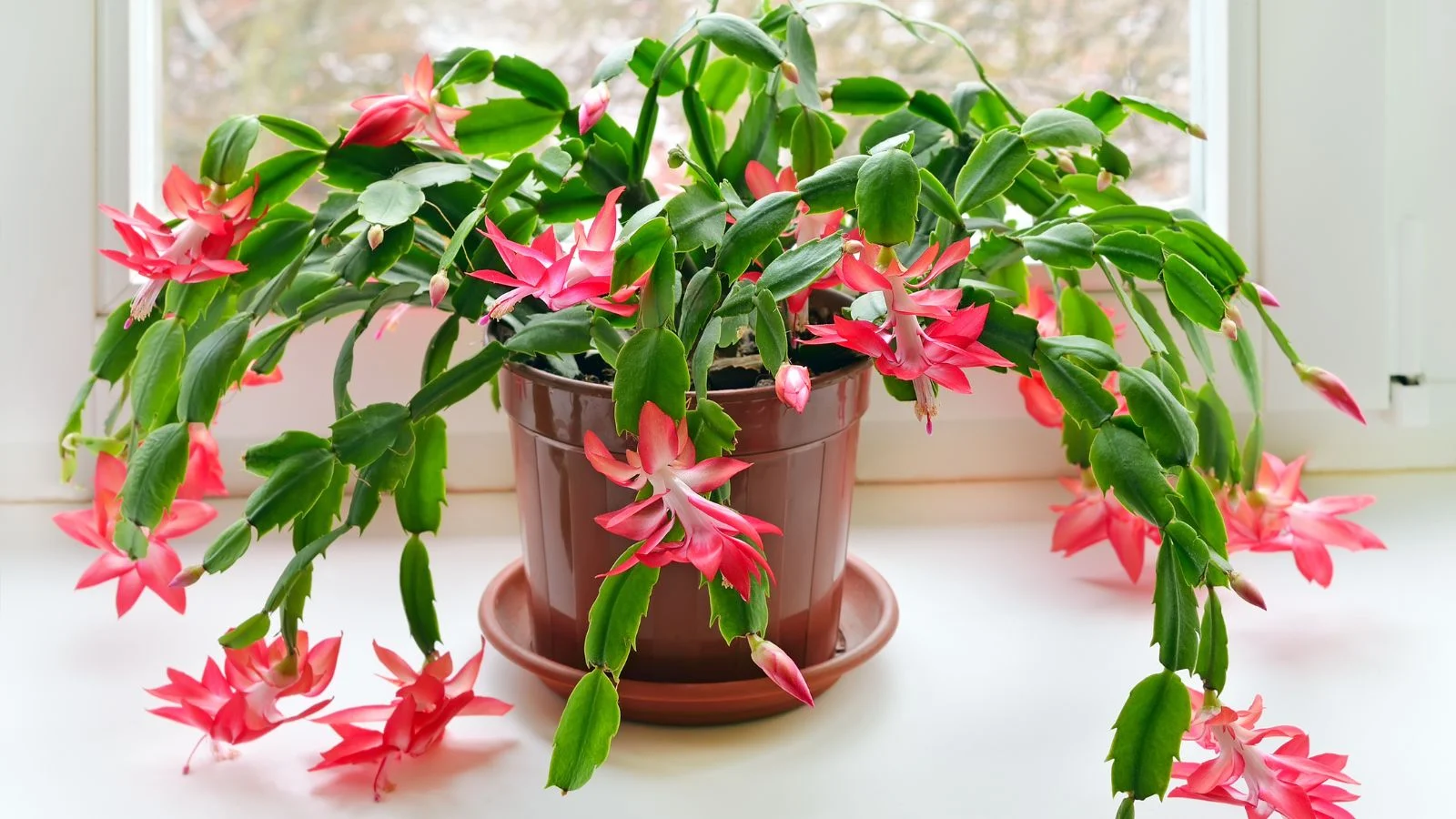 a lovely potted schlumbergera plant with bright green segments and vibrant blooms placed near a window letting light in