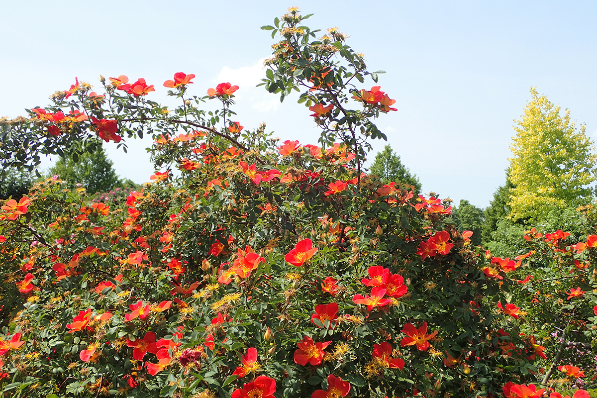 austrian copper rose