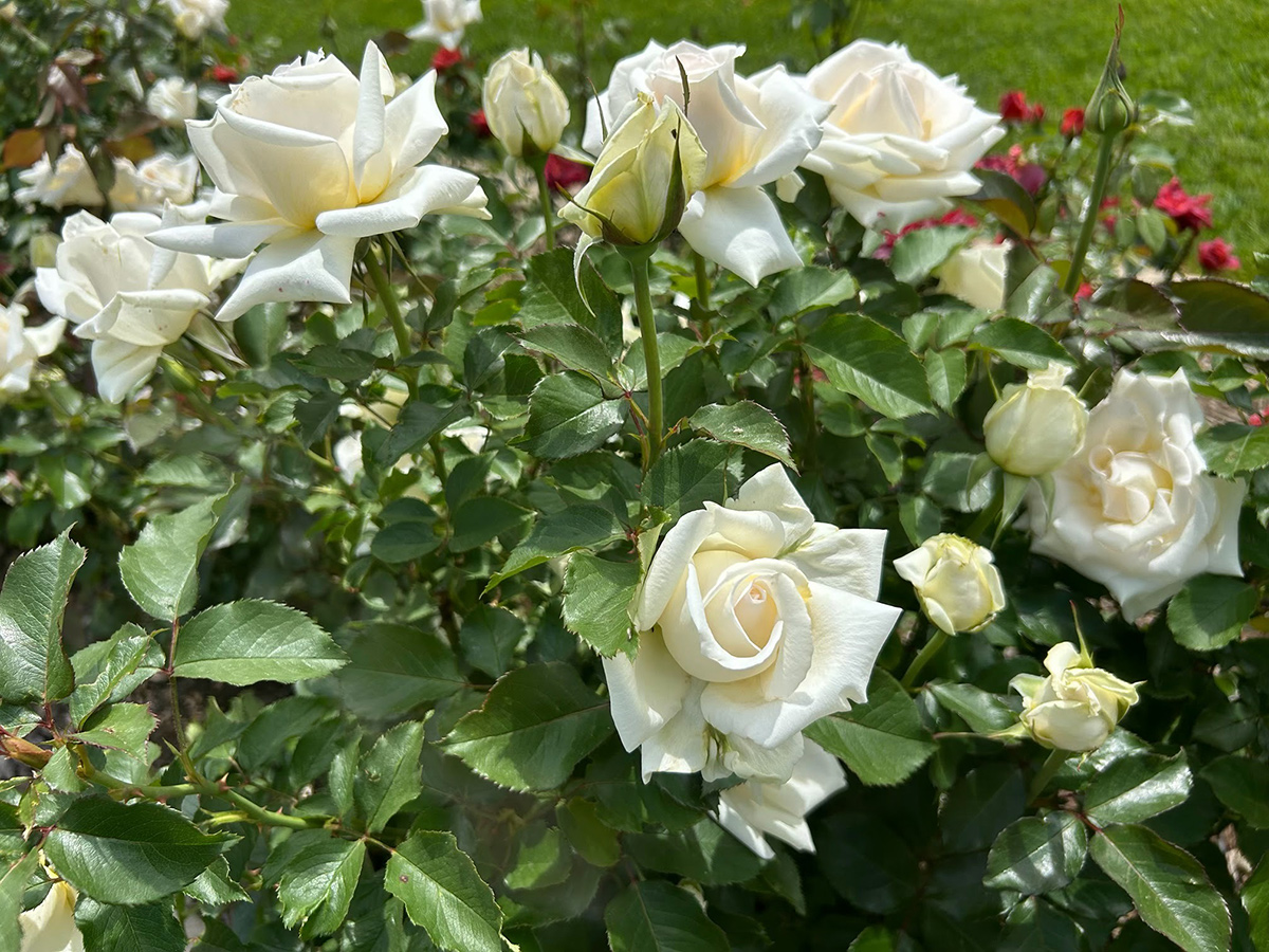 french lace floribunda rose