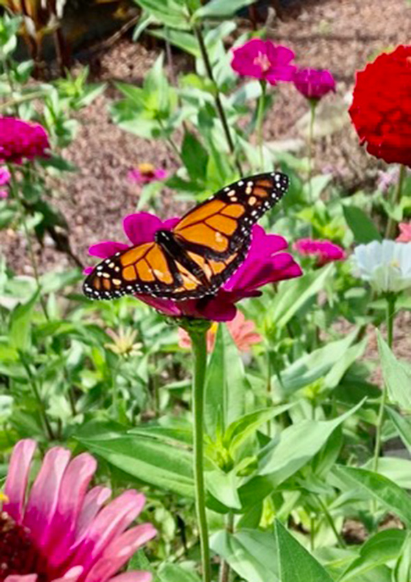 monarch butterfly on pink coneflower