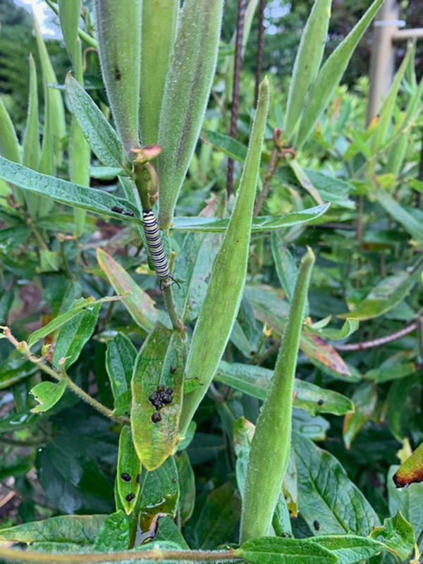 monarch caterpillar on swamp milkweed