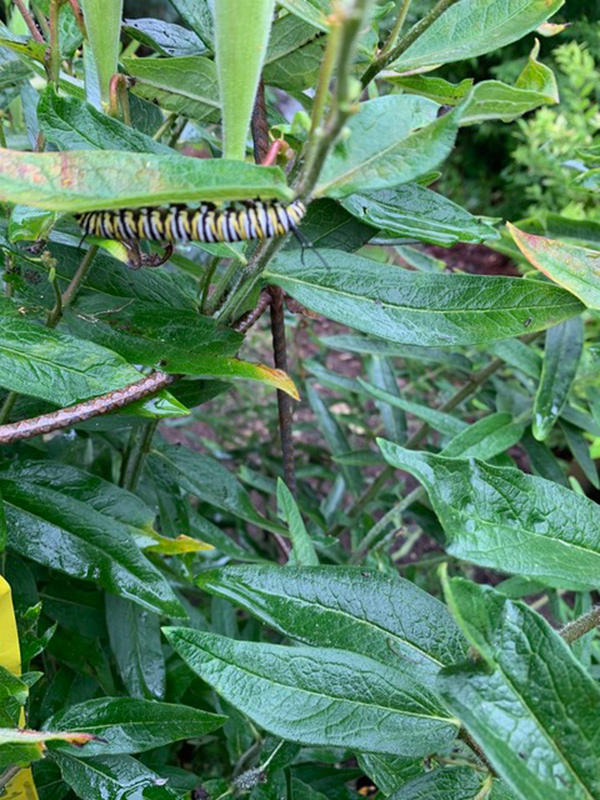 monarch caterpillar on butterfly weed