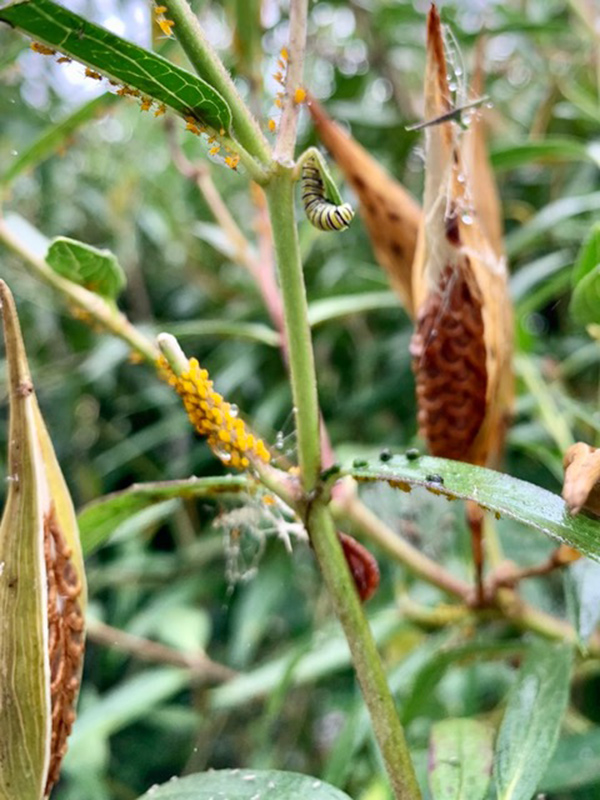 aphids on a milkweed plant with seed pods