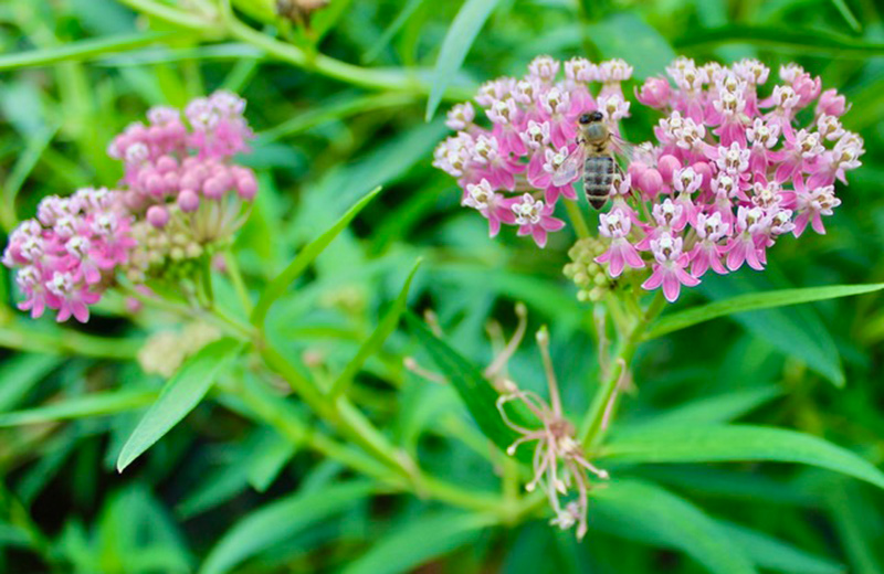 close up of swamp milkweed flowers
