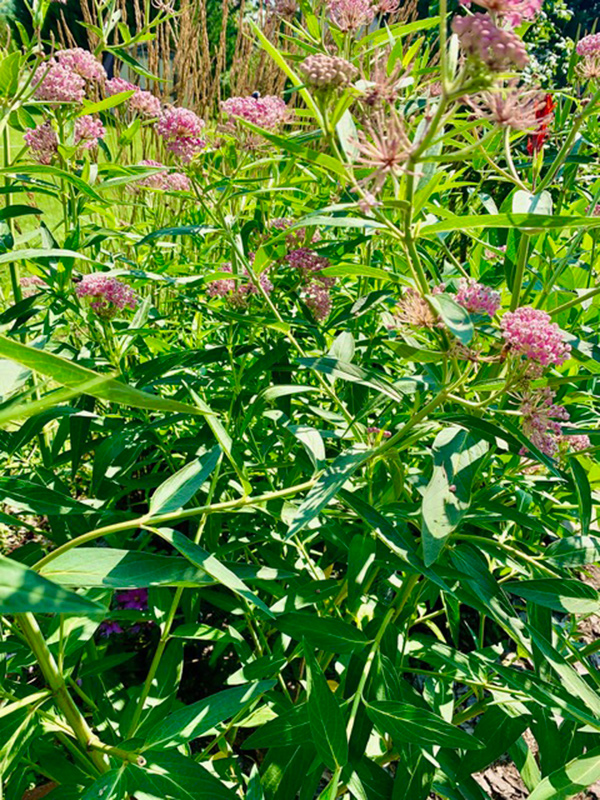 pink swamp milkweed flowers