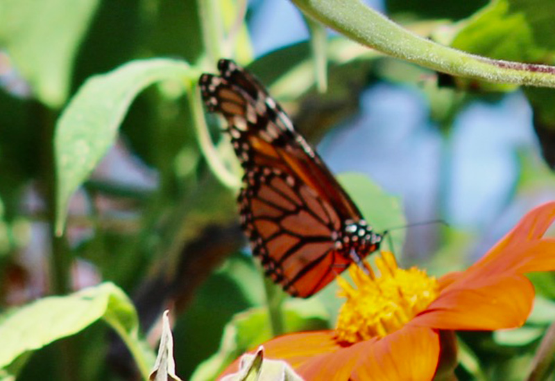 monarch butterfly on orange flower